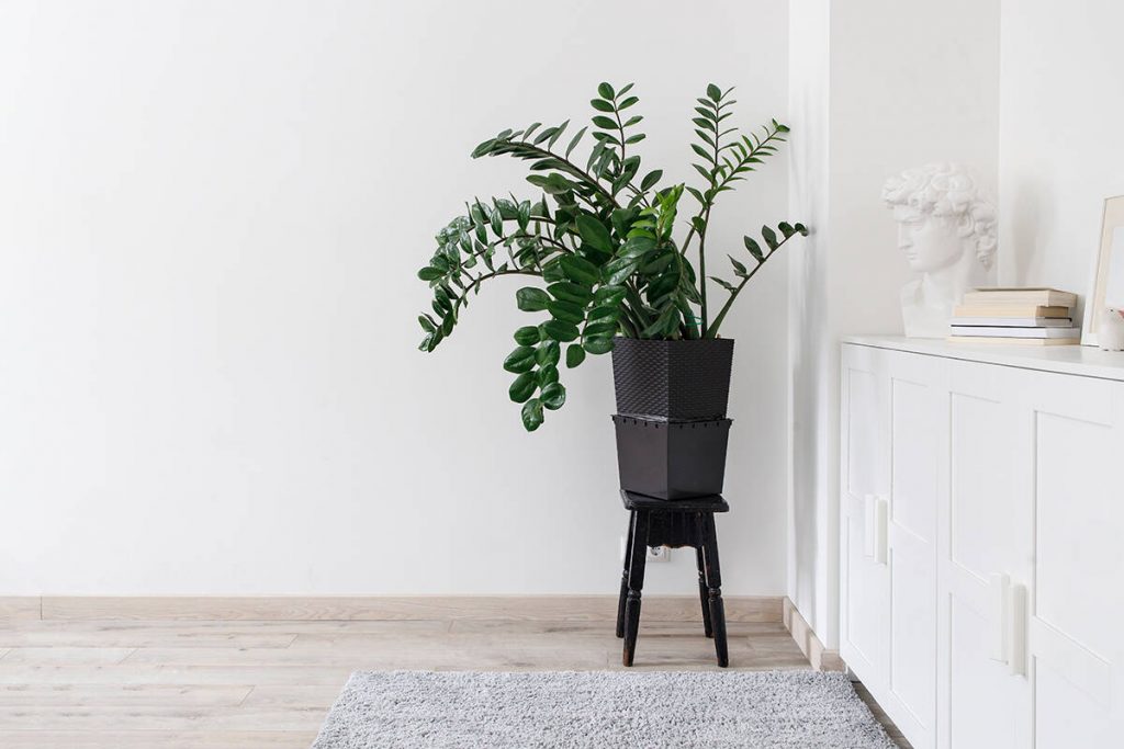 18 Amazing Plants for Rooms Without Windows Plantglossary