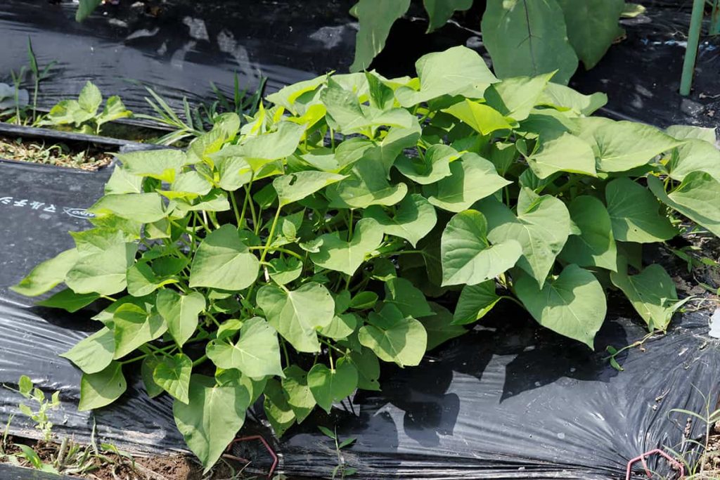 How to Grow and Care for the Sweet Potato Vine - Plantglossary