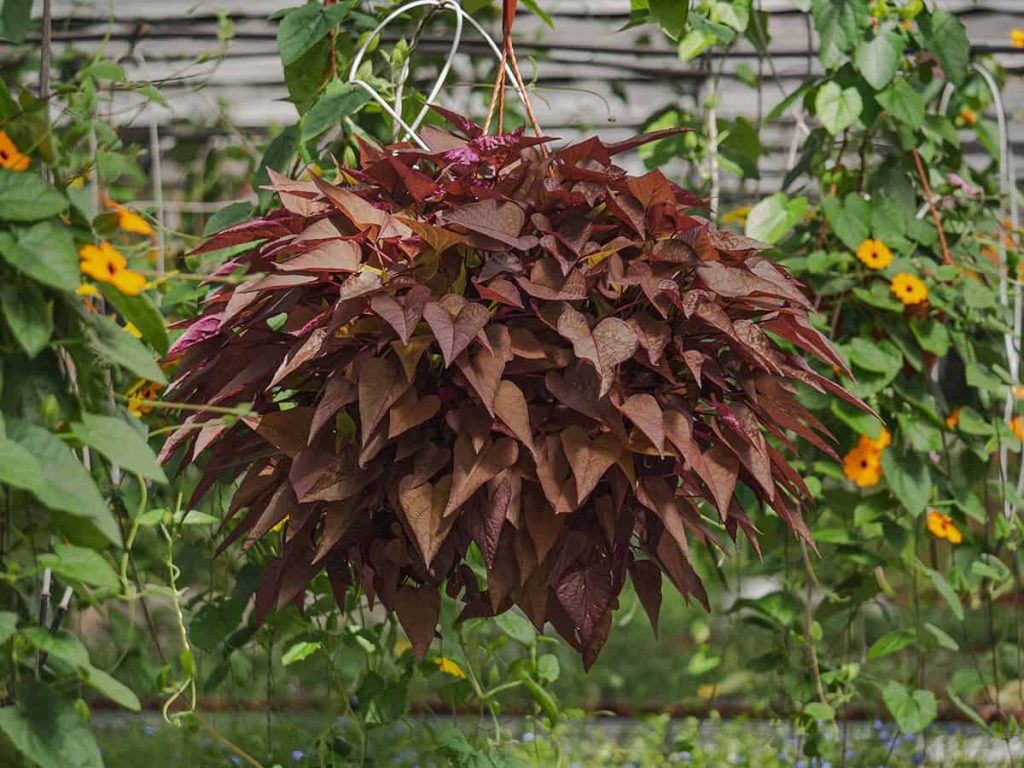 How to Grow and Care for the Sweet Potato Vine - Plantglossary