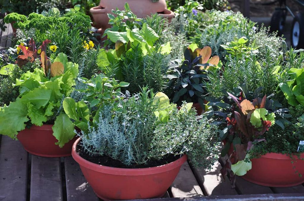 20 Vegetables that Grow in Shade in Pots Plantglossary