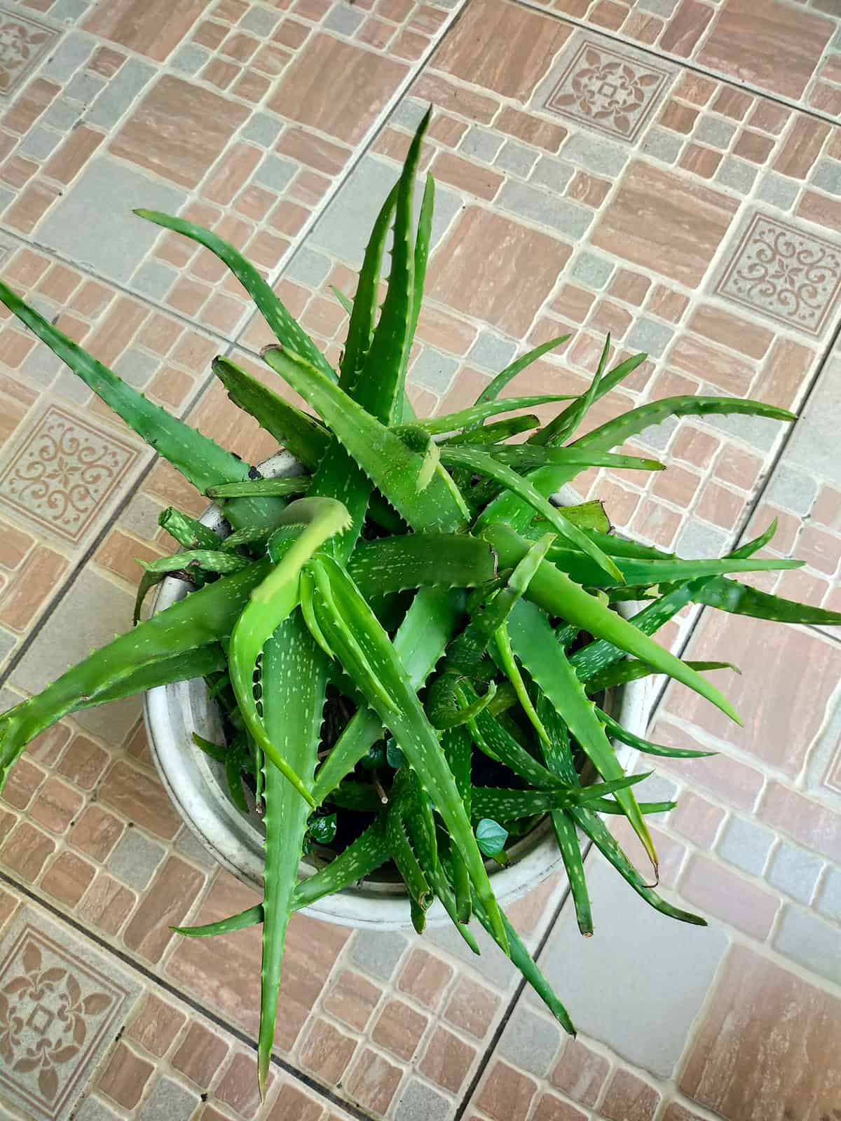 Aloe Vera (Aloe Barbadensis)