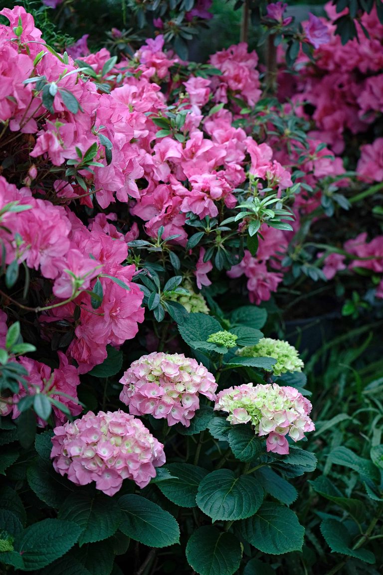 What to Plant with Hydrangeas? - Plantglossary