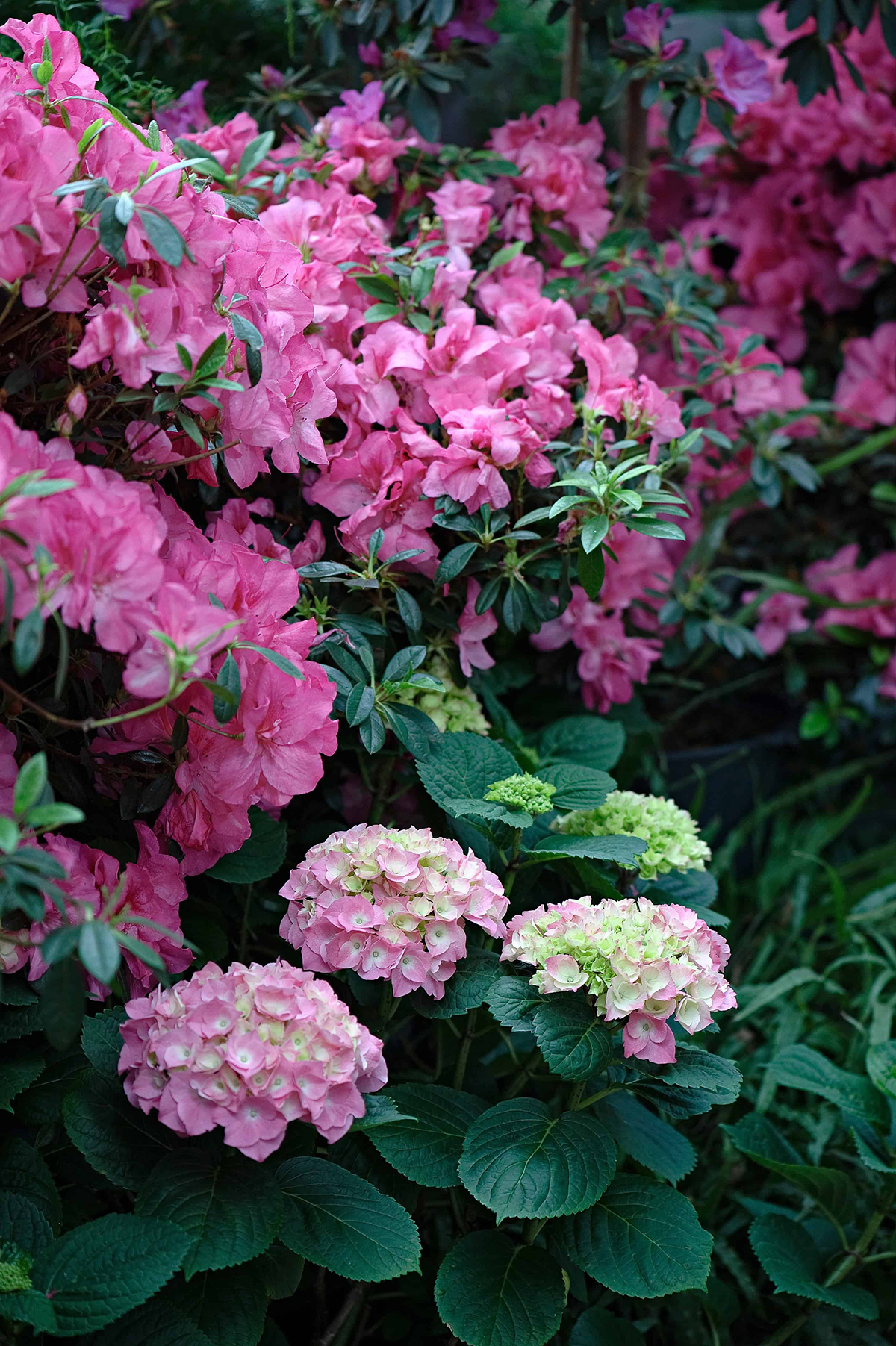 Azaleas