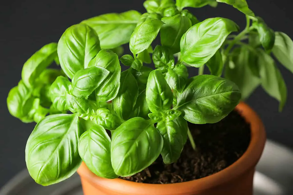 Basil pot