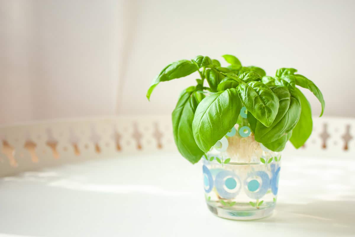 Basil