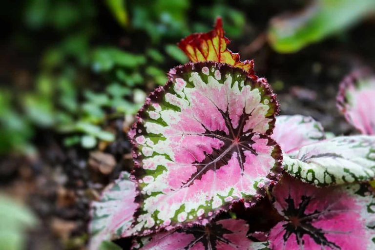 18 Pink Houseplants That Will Make Your Home Pop - Plantglossary