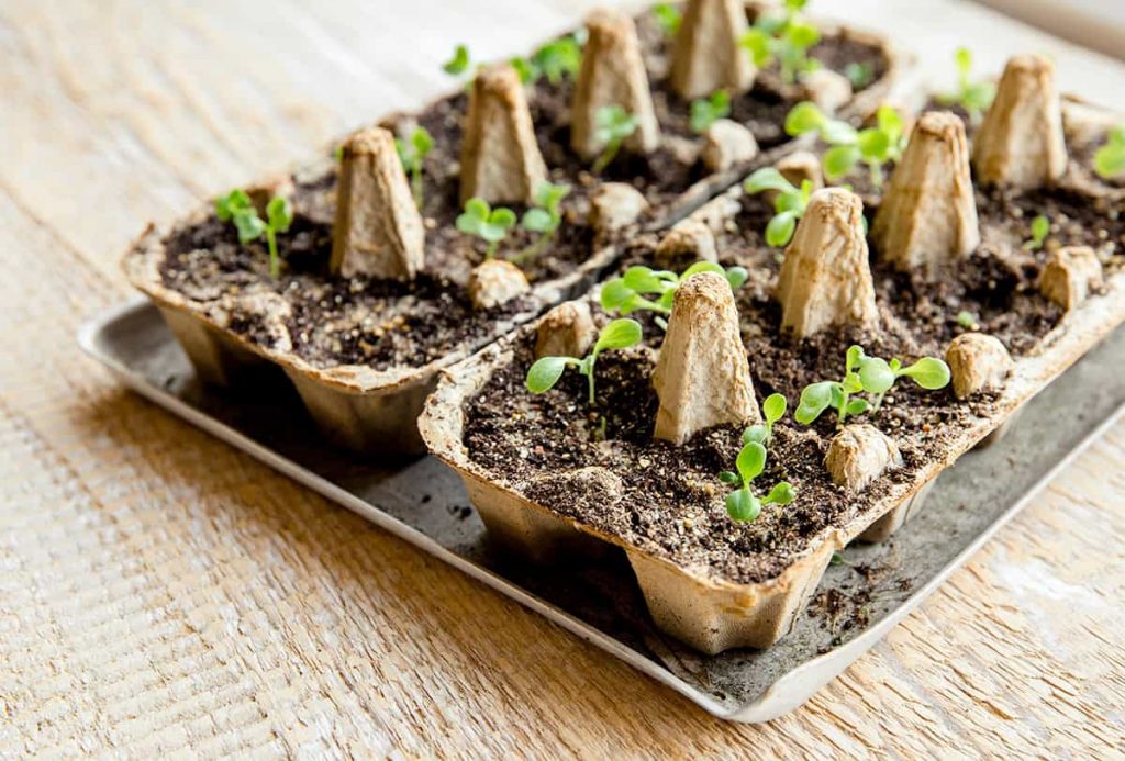 How to Start Seeds Indoors (Step-by-step Guide) - Plantglossary