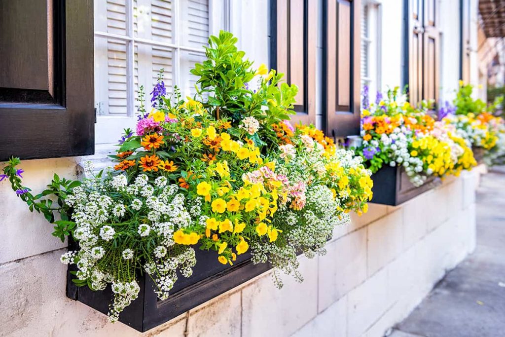 20 Best Flowers for Your Window Boxes - Plantglossary