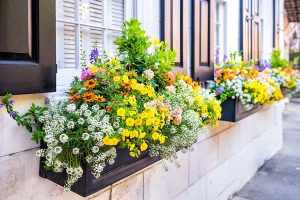 Best Flowers for Your Window Boxes