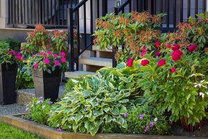 Best Plants for Front Porches