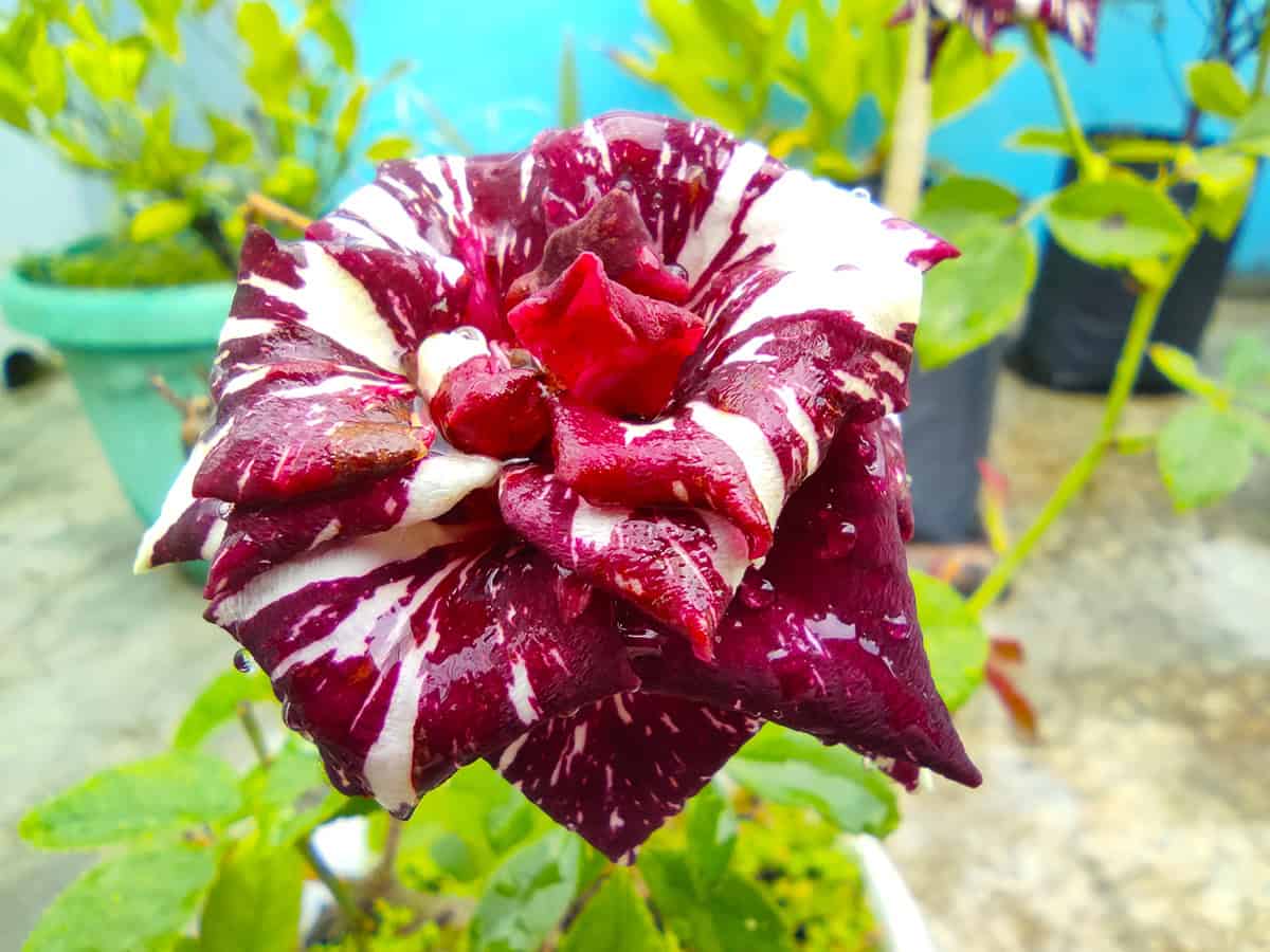 Black Dragon Rose