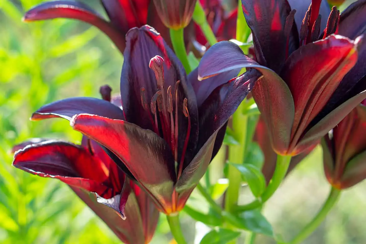 Black Pearl Asiatic Lily