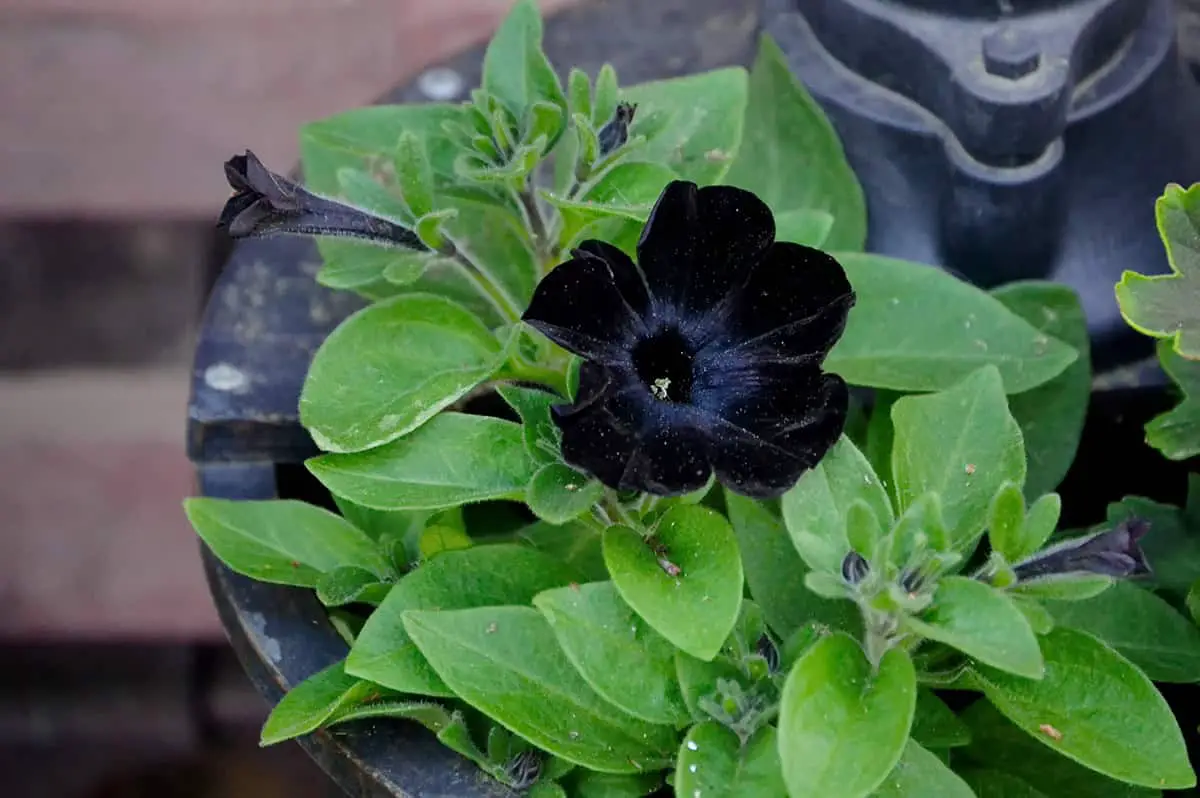 Black Velvet Petunia