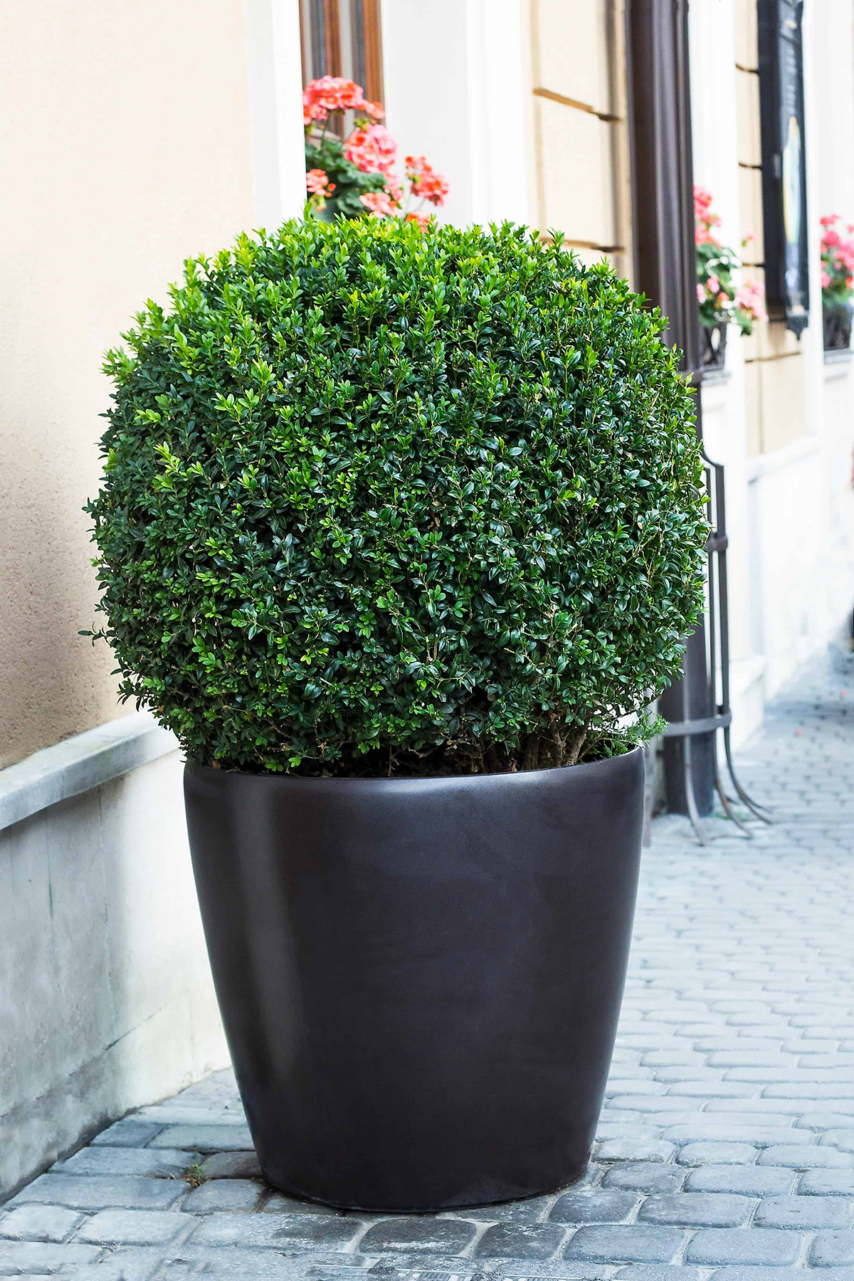 Boxwoods