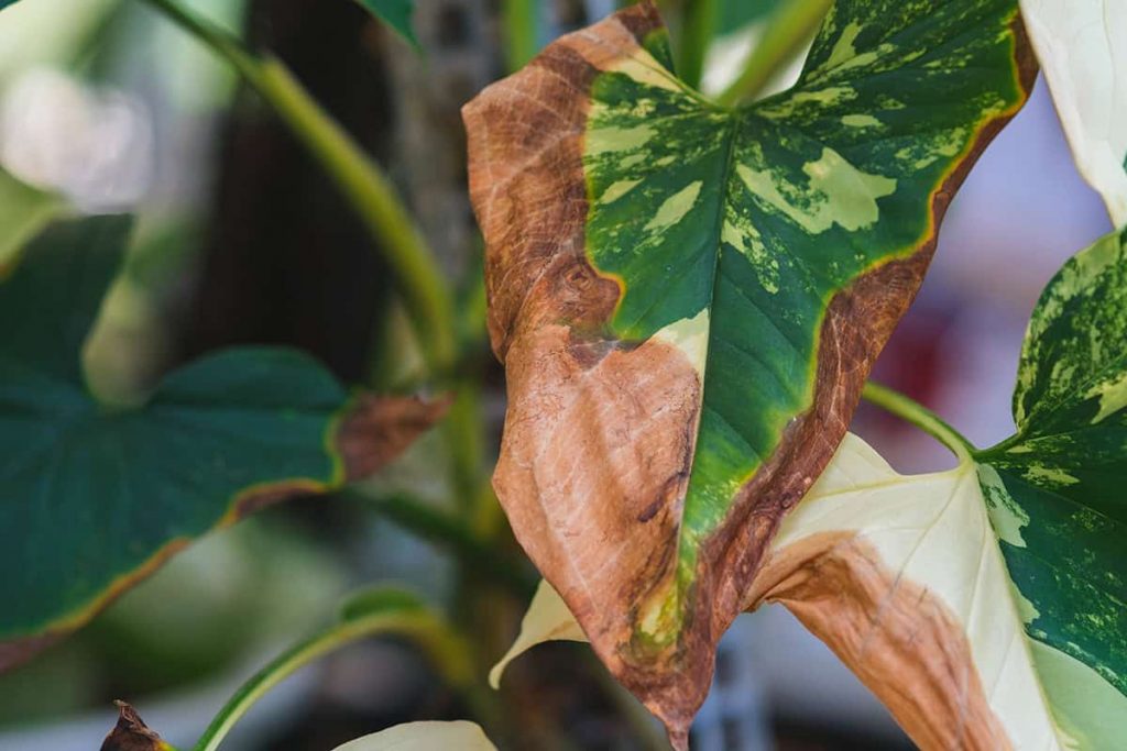 10-common-problems-of-monstera-causes-what-to-do-plantglossary