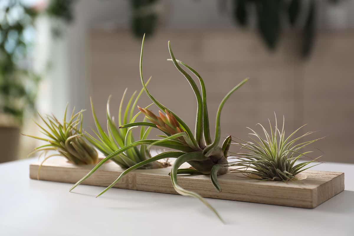 Caring for Air Plants