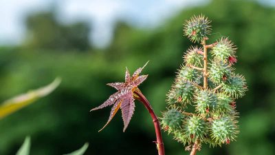 21 Poisonous Plants That Can Harm You - Plantglossary