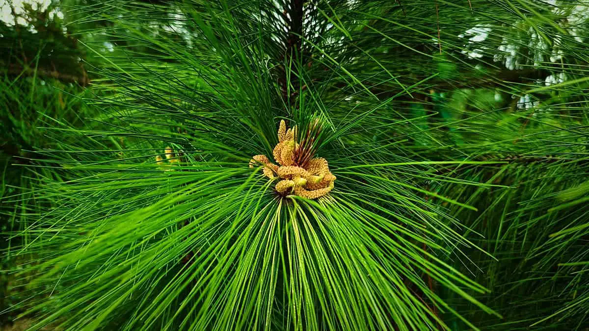 Chinese Red Pine