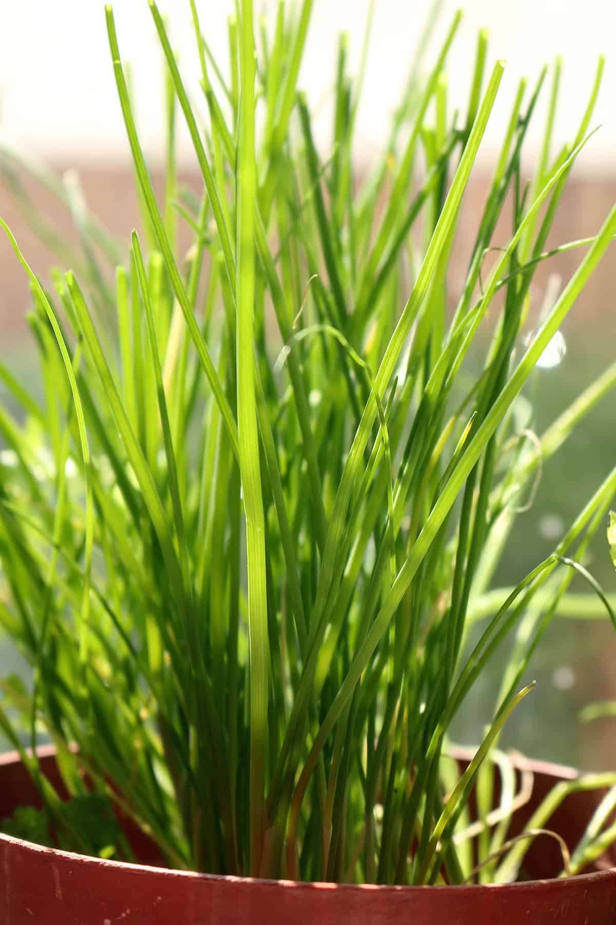 Chives