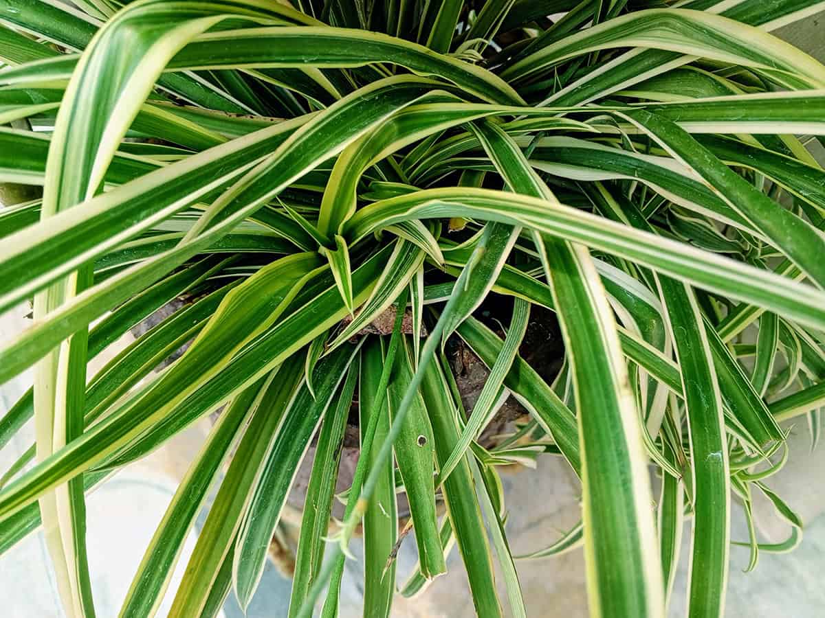 15 Common Varieties of Spider Plants – A Comprehensive Guide ...