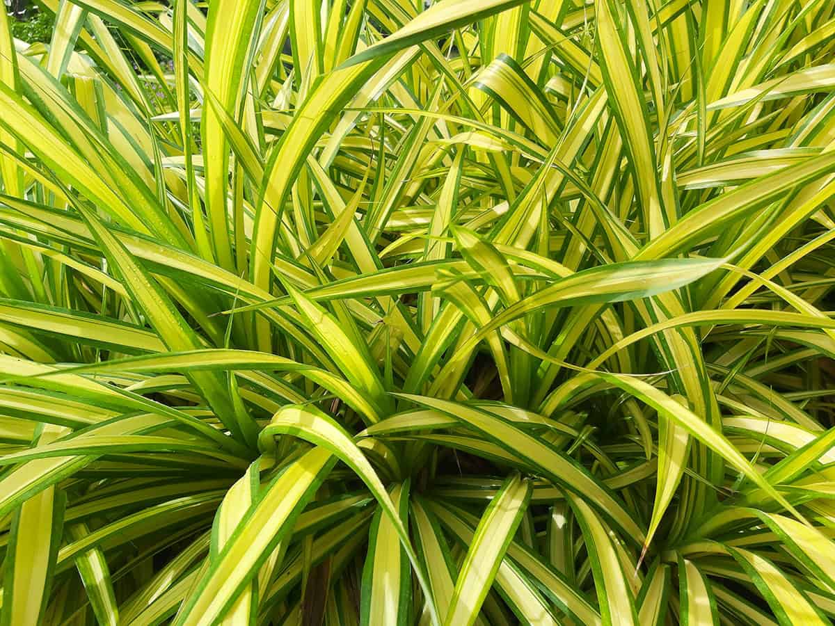 15 Common Varieties of Spider Plants – A Comprehensive Guide ...