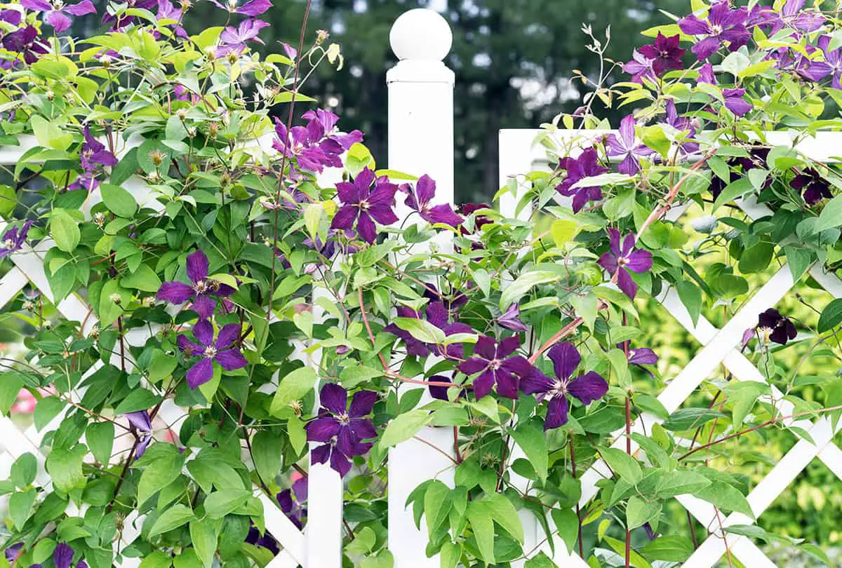 Choosing the Right Variety of Clematis