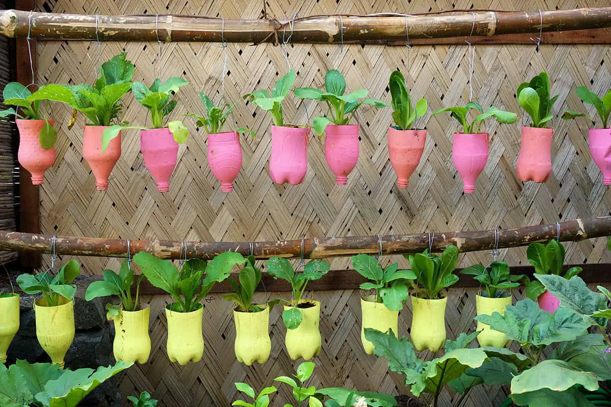 Clever and Creative Ways to Hang Plants