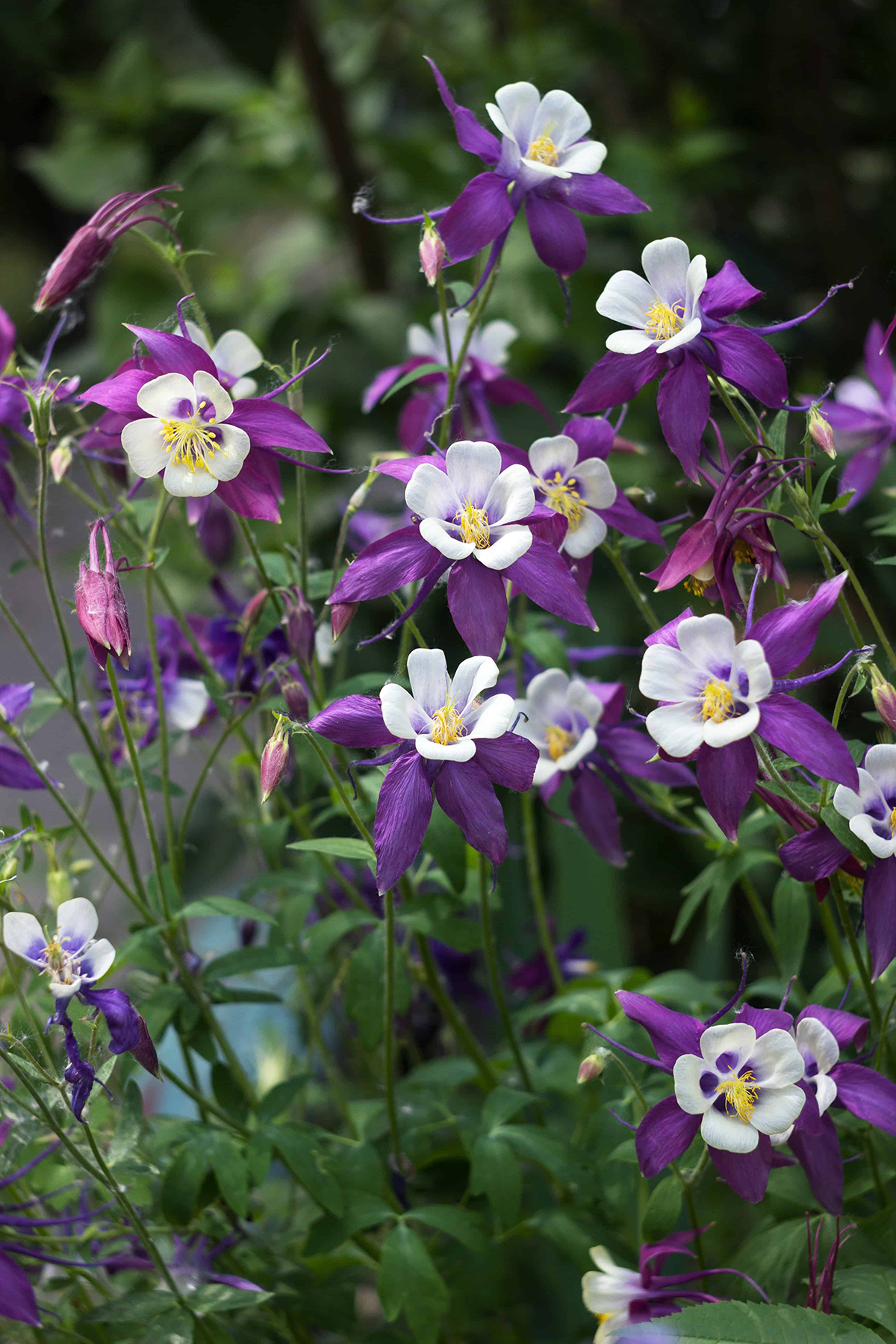 Columbines