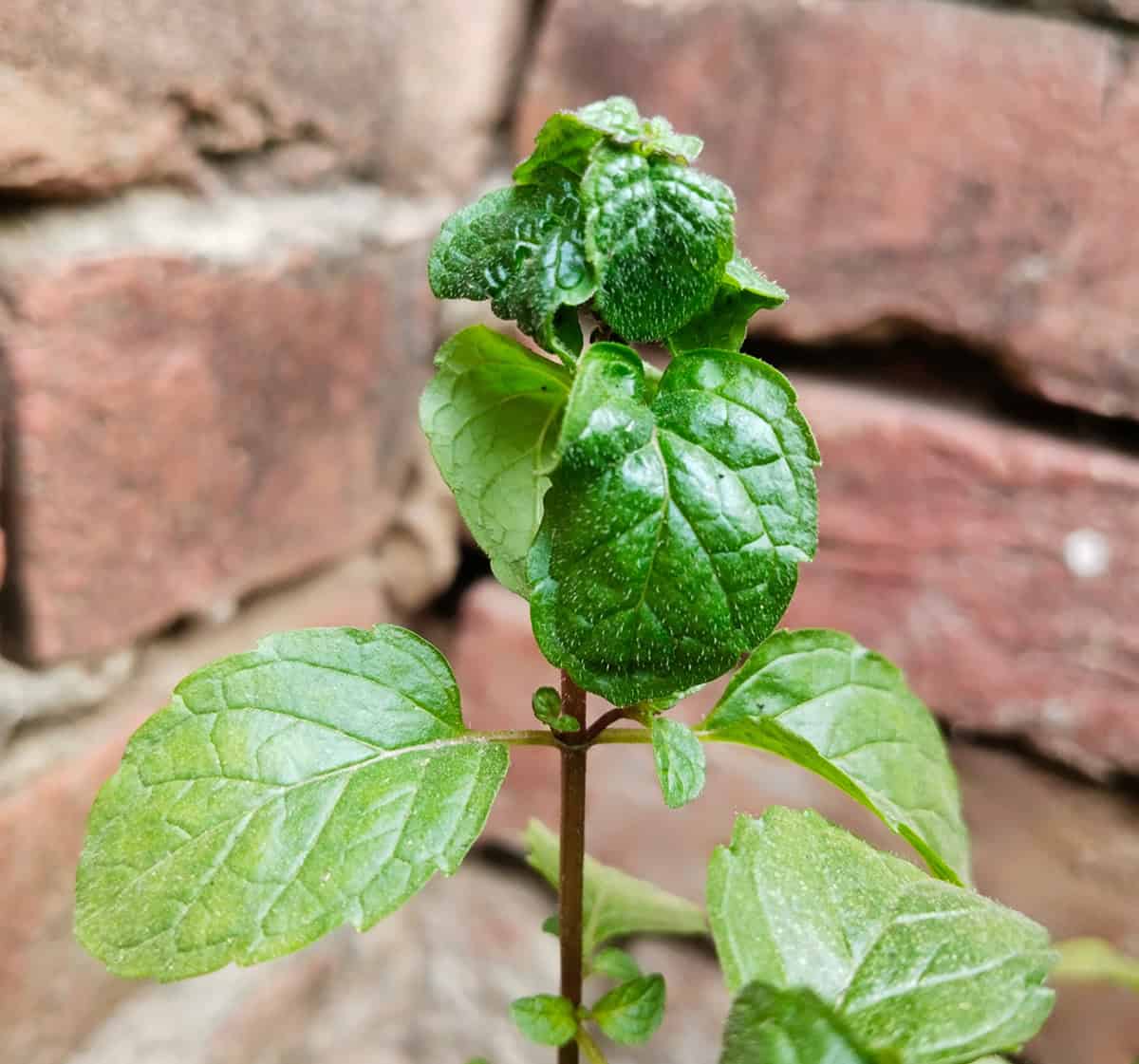 Common Pest & Diseases Mints