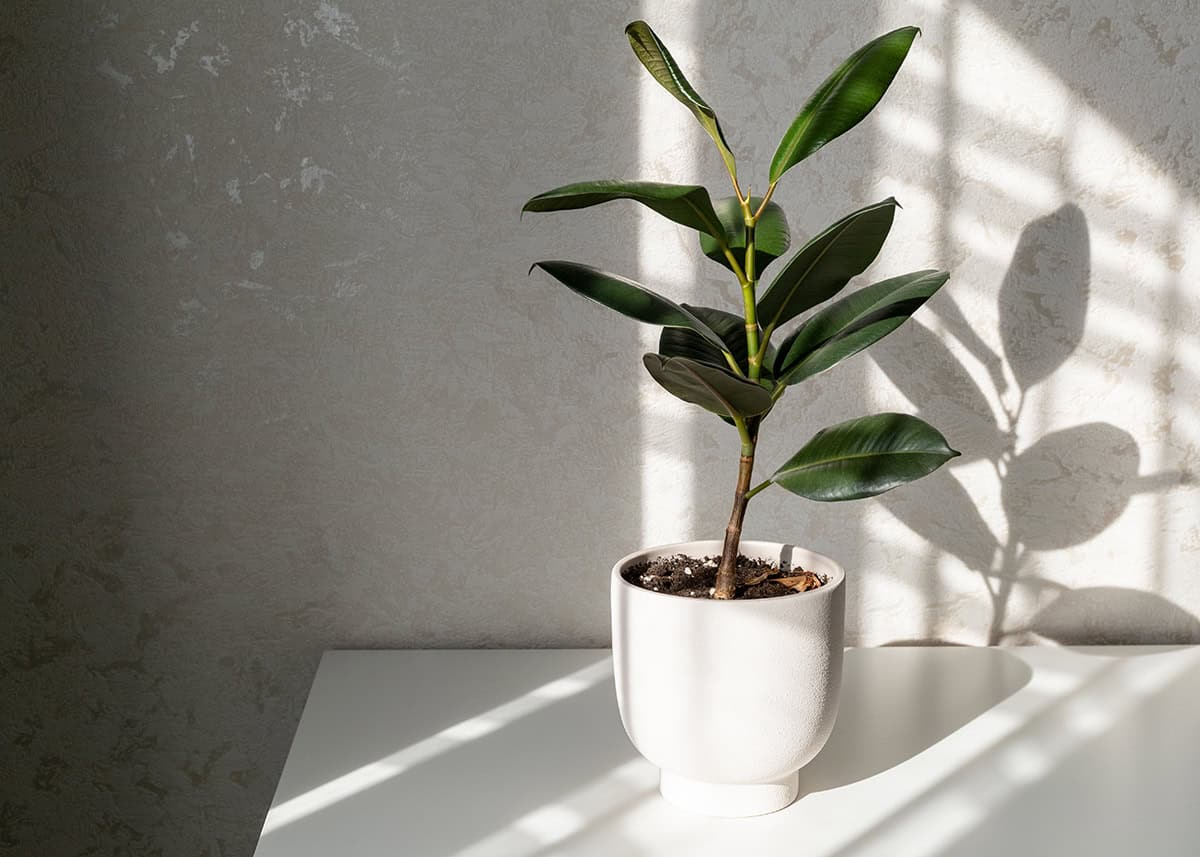 Complete Care Tips for a Thriving Ficus Elastica