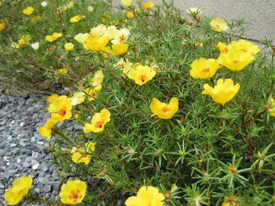 Complete Guide to Purslane Care