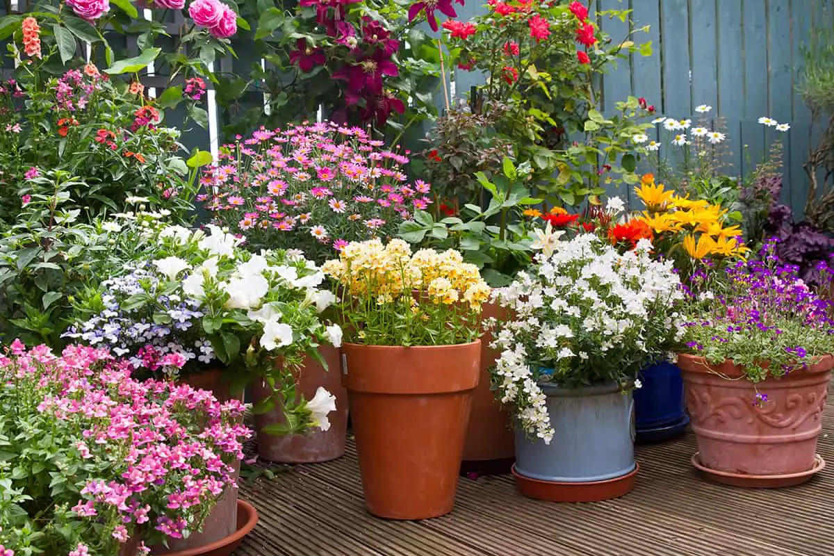Container Plant Ideas for Full Sun