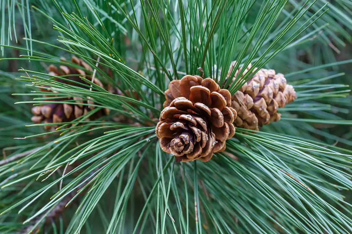 Corsican Pine