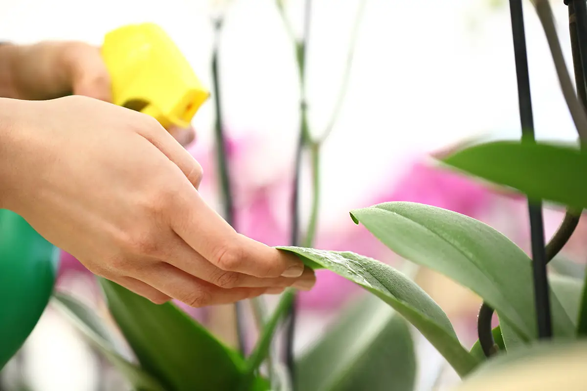 Woman,Hands,With,Sprayer,,Sprayed,On,Flower,Leaves,,Take,Care