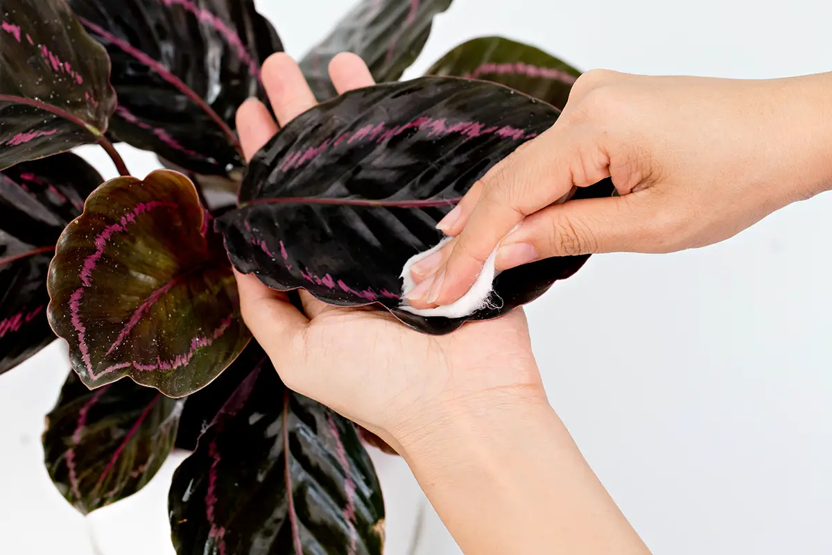 Woman,Cleaning,Houseplant,,Calathea,Roseopicta,(dottie).,Concept,Of,Indoor,Plant