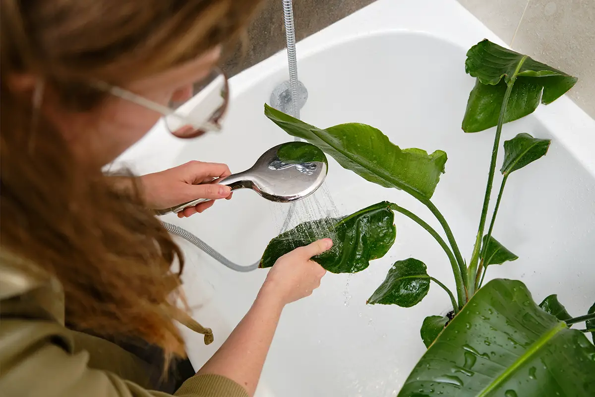 Washing,Plants,In,The,Home,Bathroom,For,Cleaning,From,Insects