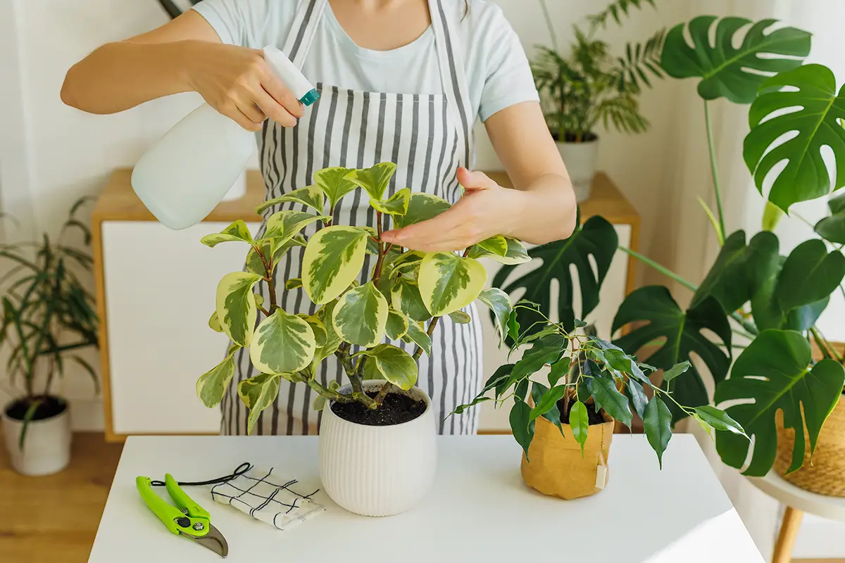 Woman,In,Apron,Spraying,Houseplants,At,Home.,Springtime,To,Care