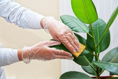 Hand,At,Gloves,Cleaning,Ficus,Plant,By,Wet,Sponge