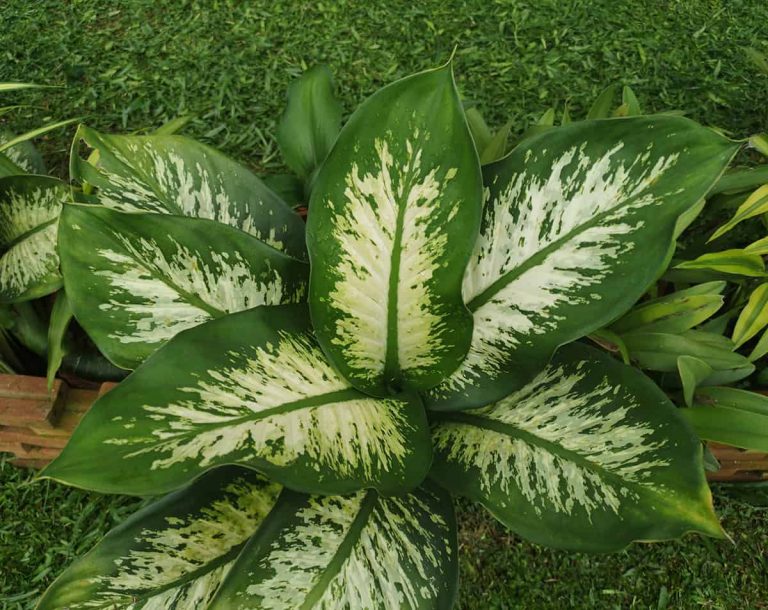 21 Poisonous Plants That Can Harm You - Plantglossary