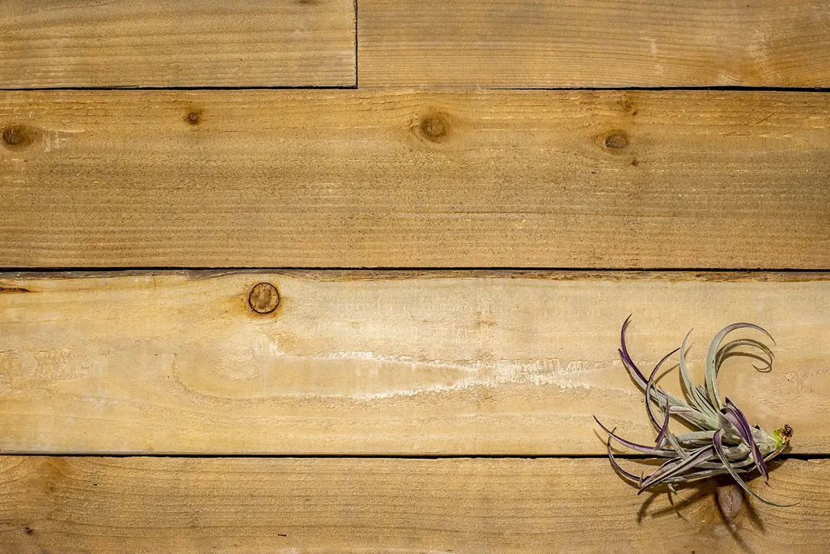 Early Signs of Air Plant Distress