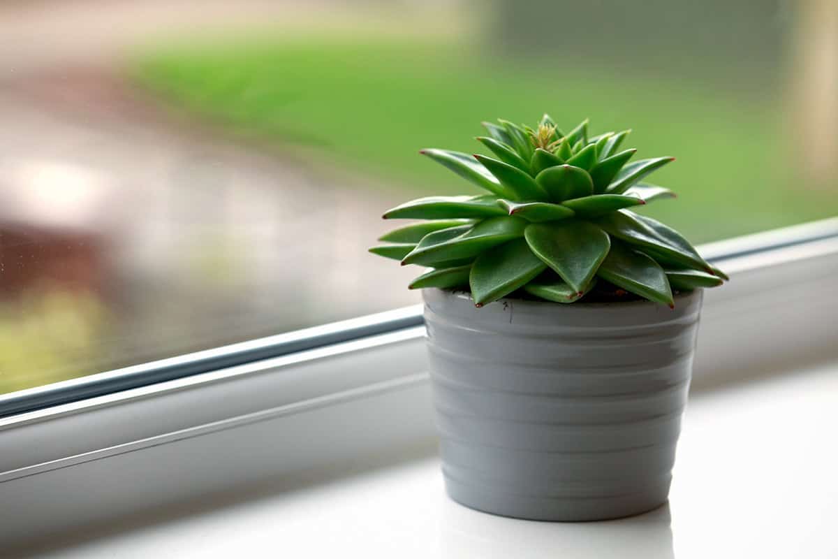 Echeveria agavoides