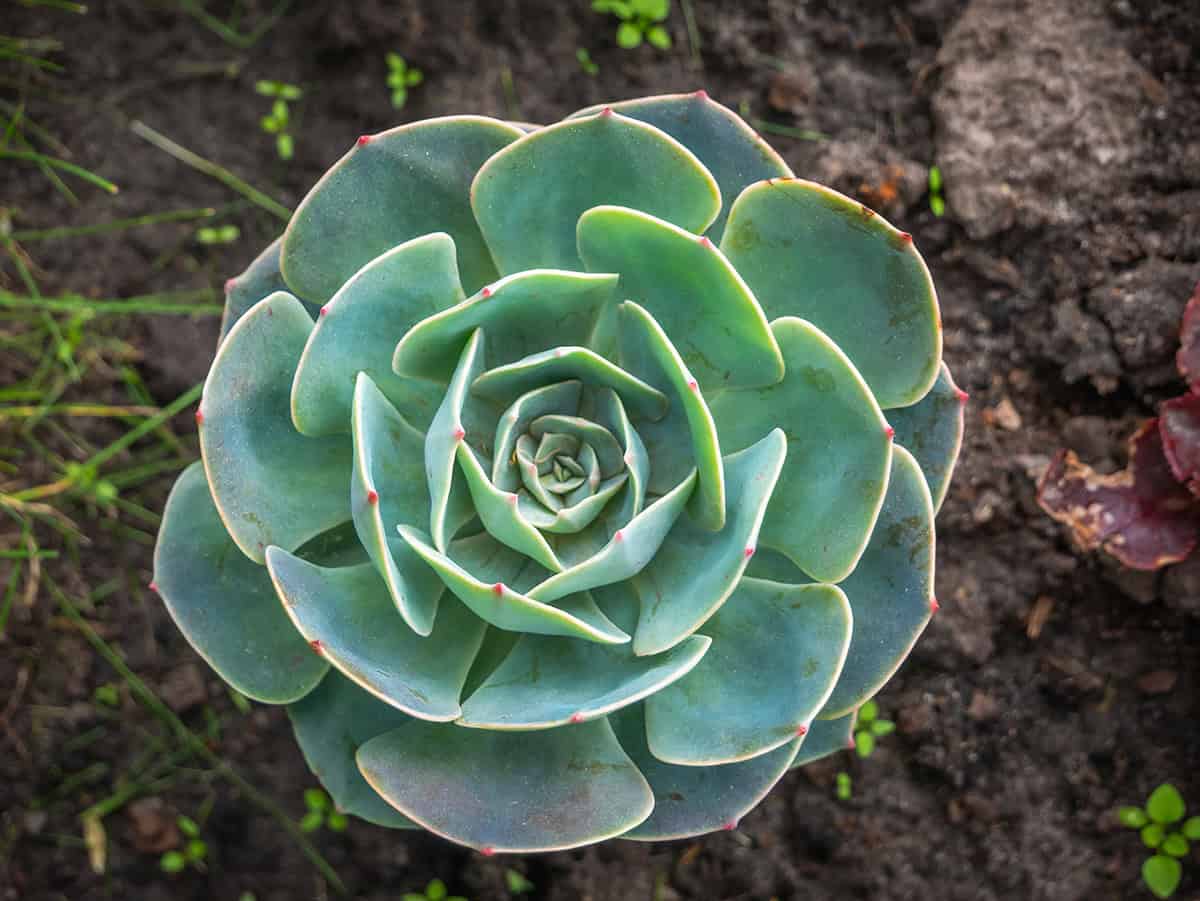 Echeveria secunda