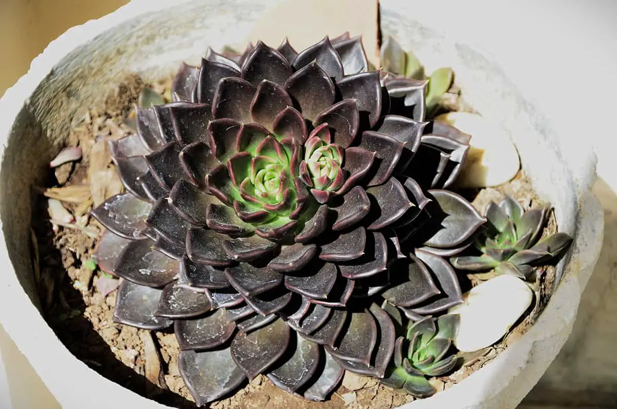 Echeveria ‘Black Prince’