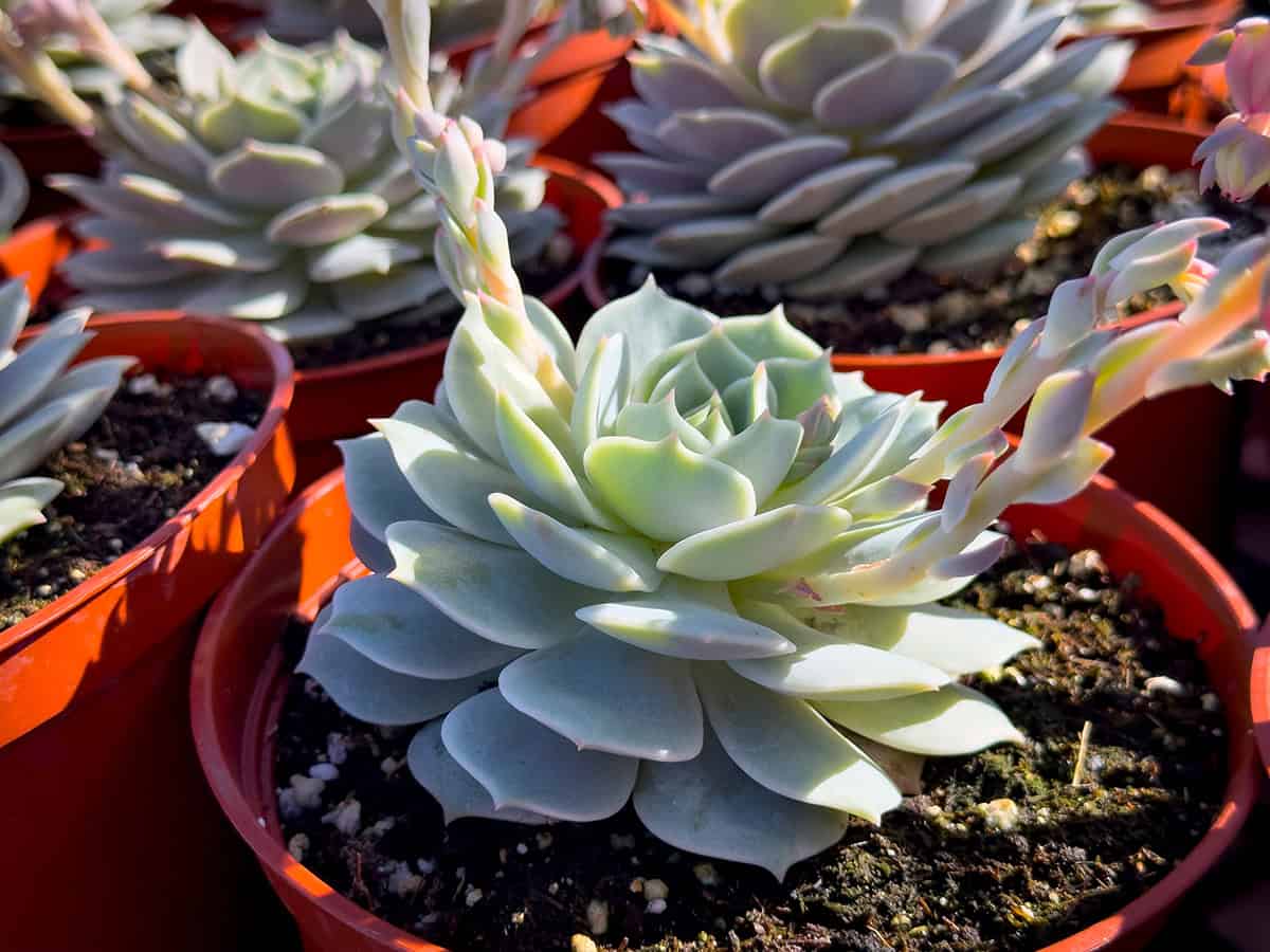 Echeveria ‘Lola’