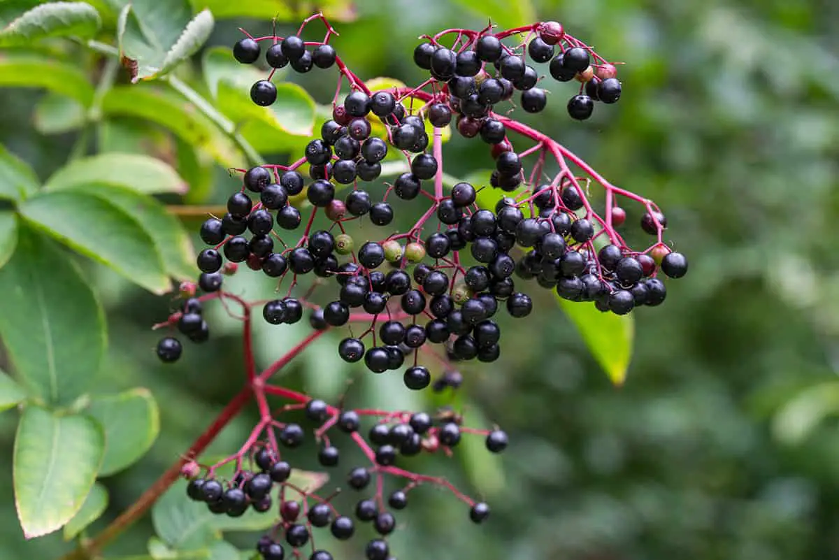 Elderberry (Sambucus Nigra)