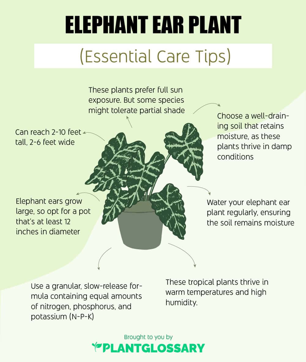 Elephant Ear Plants
