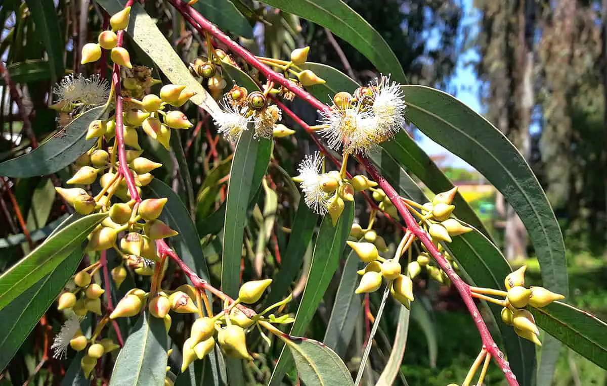 Eucalyptus Camaldulensis (River Red Gum)