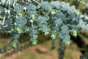 Eucalyptus Plant Care & Growing Guide