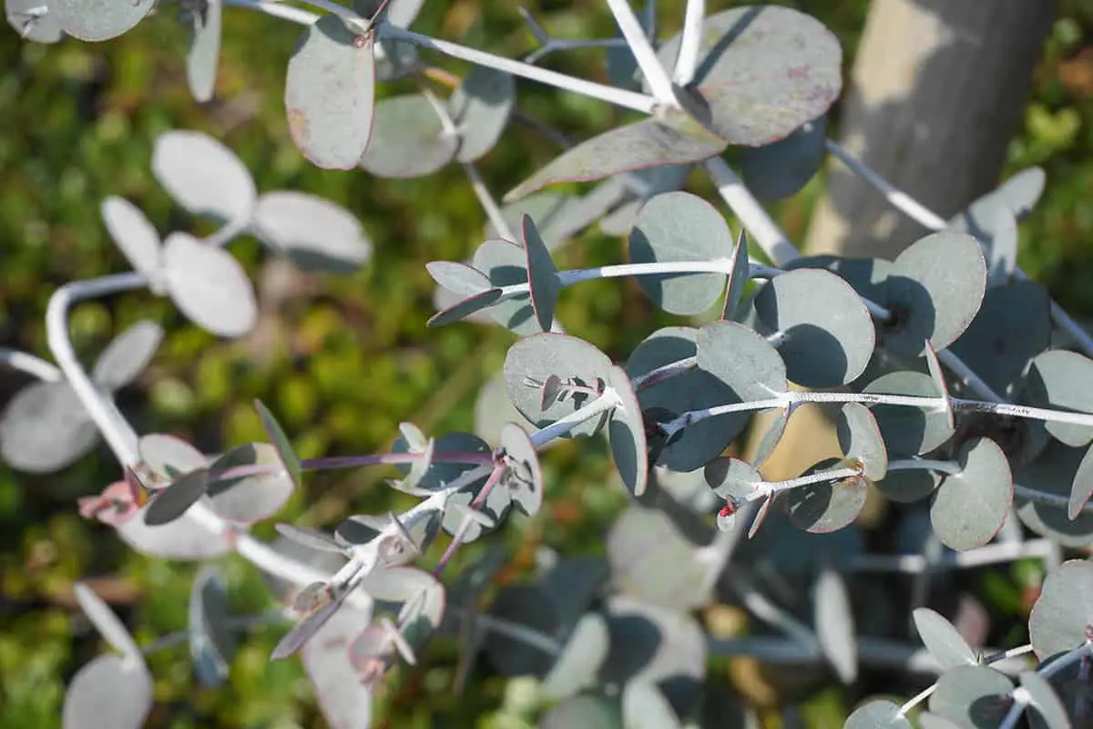 Eucalyptus Pulverulenta (Silver Leaved Mountain Gum)
