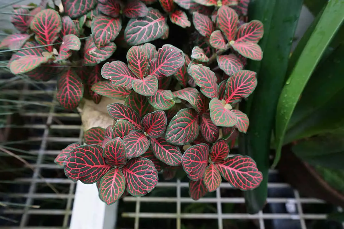 Fittonia Albivenis ’Pink Angel’